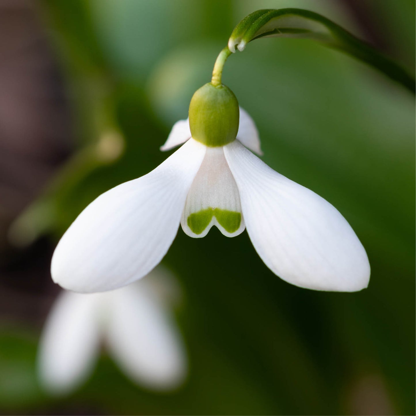 Galanthus woronowii (sneeuwklokje, 10 stuks)