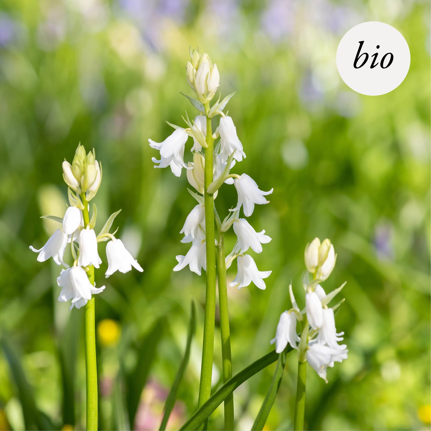 Hyacinthoides hispanica weiß (Spanische Hyazinthe, 10 Stück) BIO