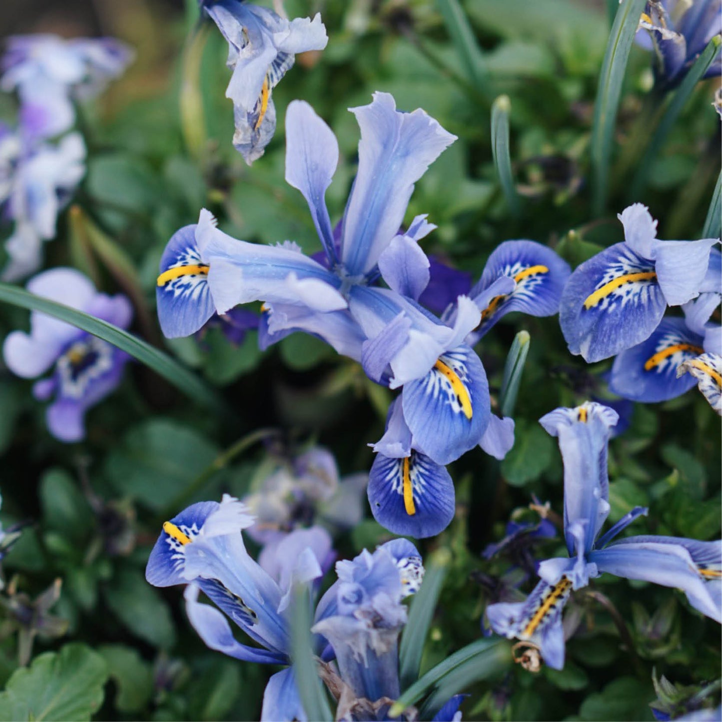 Iris reticulata 'Alida' (dwergiris, 25 stuks)