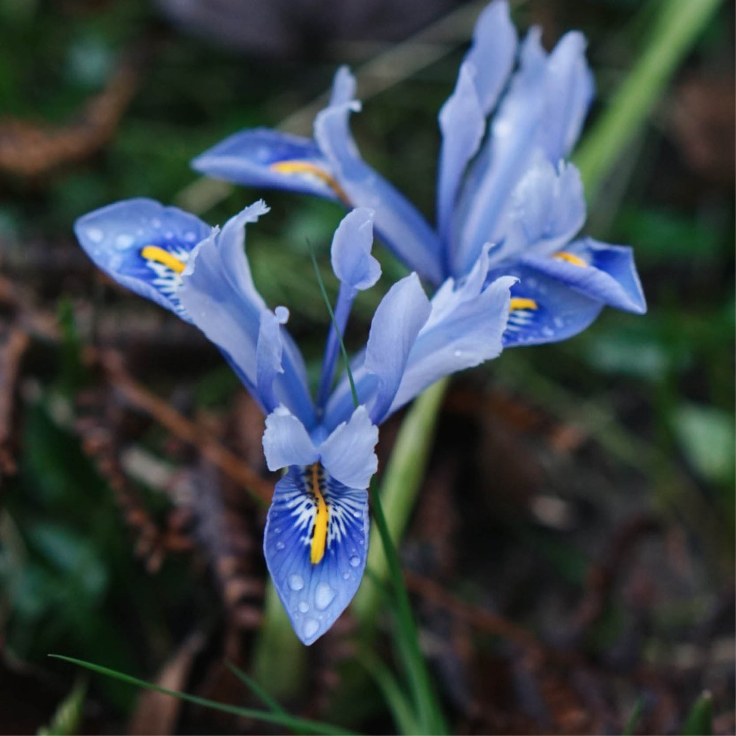 Iris reticulata 'Alida' (dwergiris, 25 stuks)