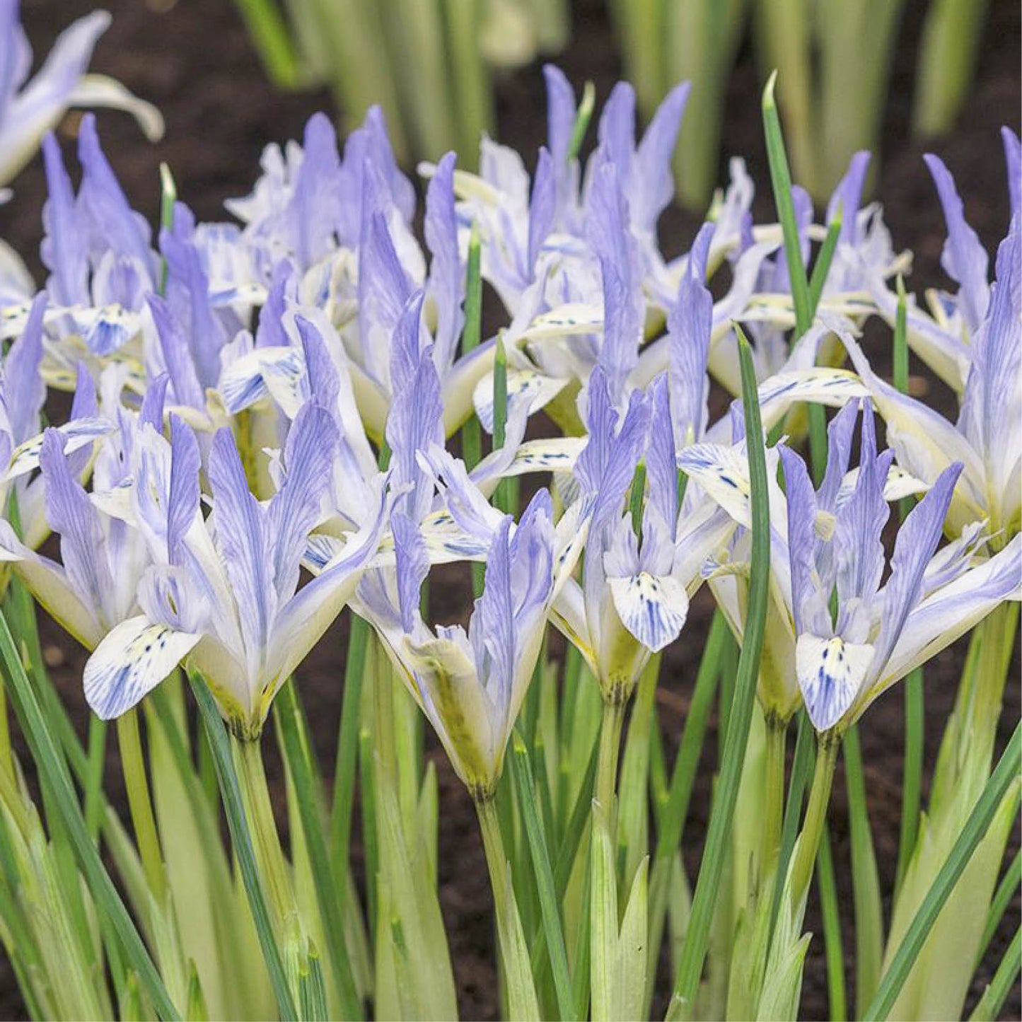 Iris reticulata 'Painted Lady' (dwergiris, 25 stuks)