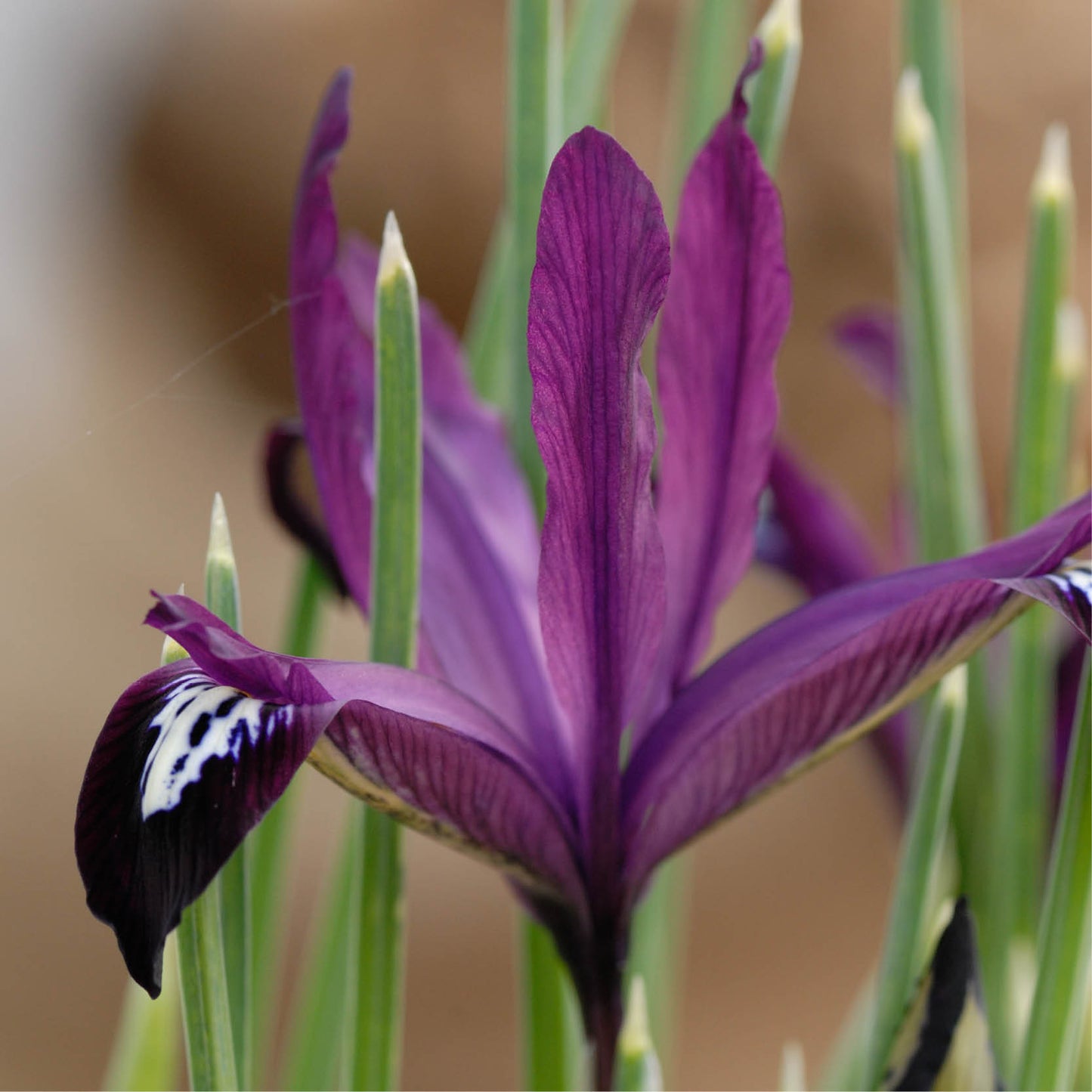 Iris reticulata 'J.S. Dijt' (dwergiris, 15 stuks) BIO