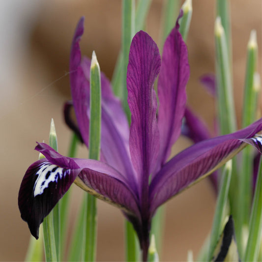 Iris reticulata 'Purple Hill' (dwergiris, 25 stuks)