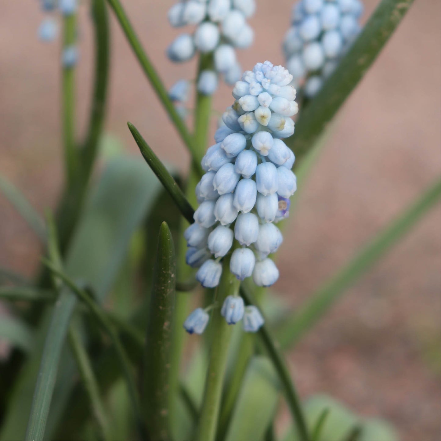 Muscari 'Baby's Breath' (blauw druifje, 50 stuks)