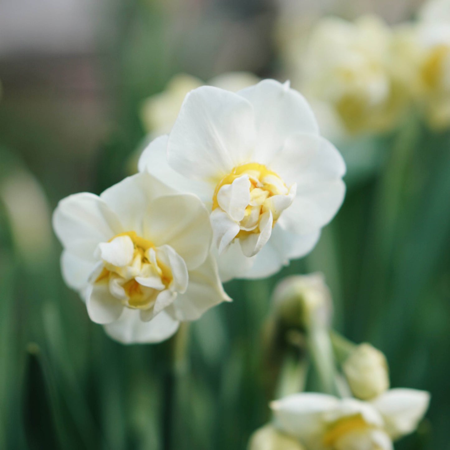 Narcis 'Cheerfulness' (10 stuks)