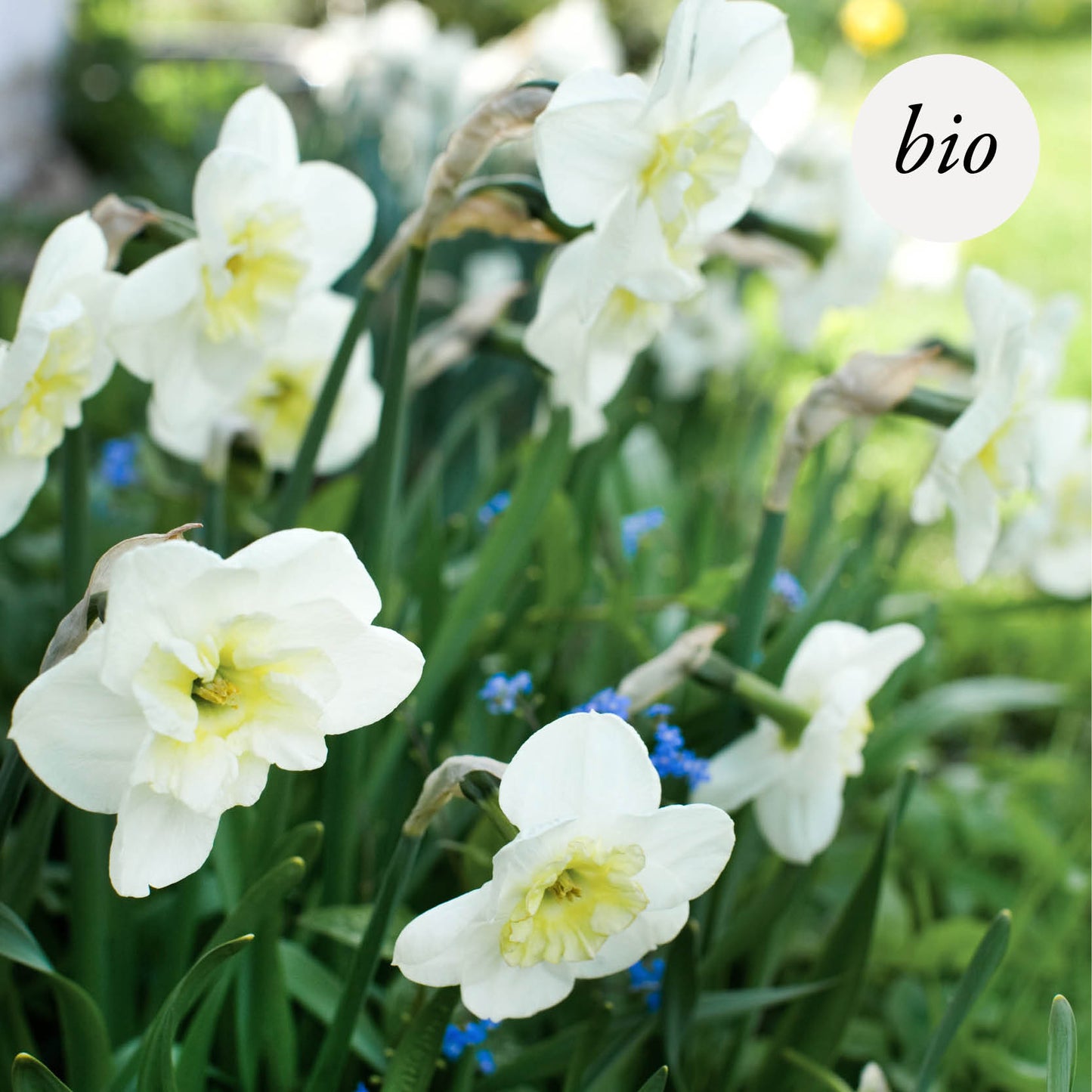 Narcis 'Papillon Blanc' (10 stuks) BIO