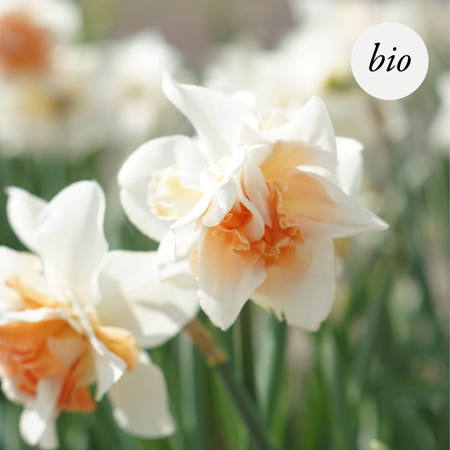 Narcis 'Replete' (10 stuks) BIO