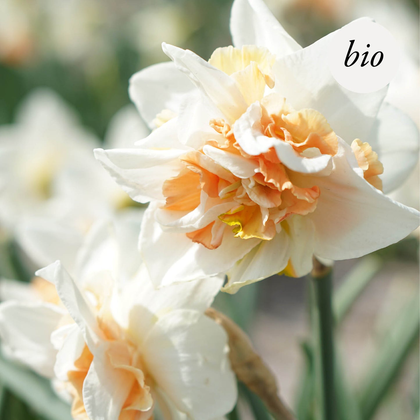 Narcis 'Replete' (10 stuks) BIO