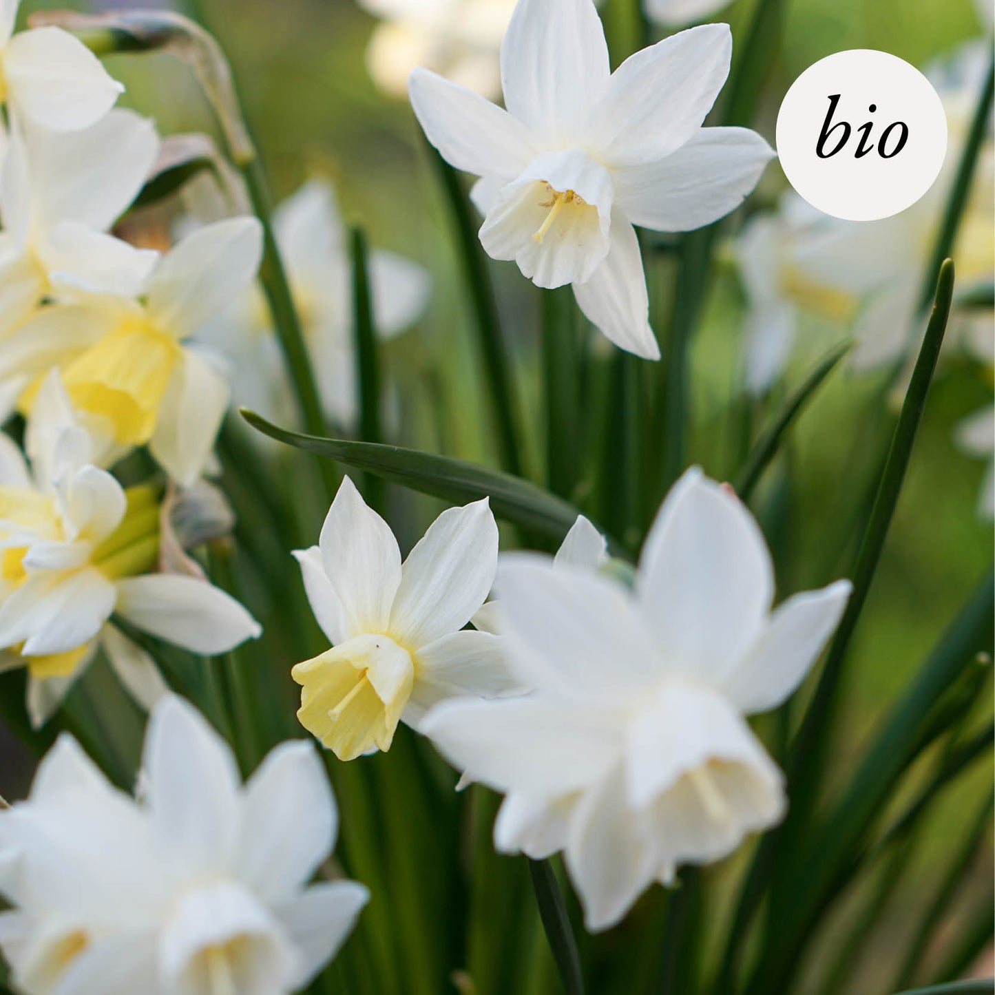 Narcis 'Sailboat' (10 stuks) BIO