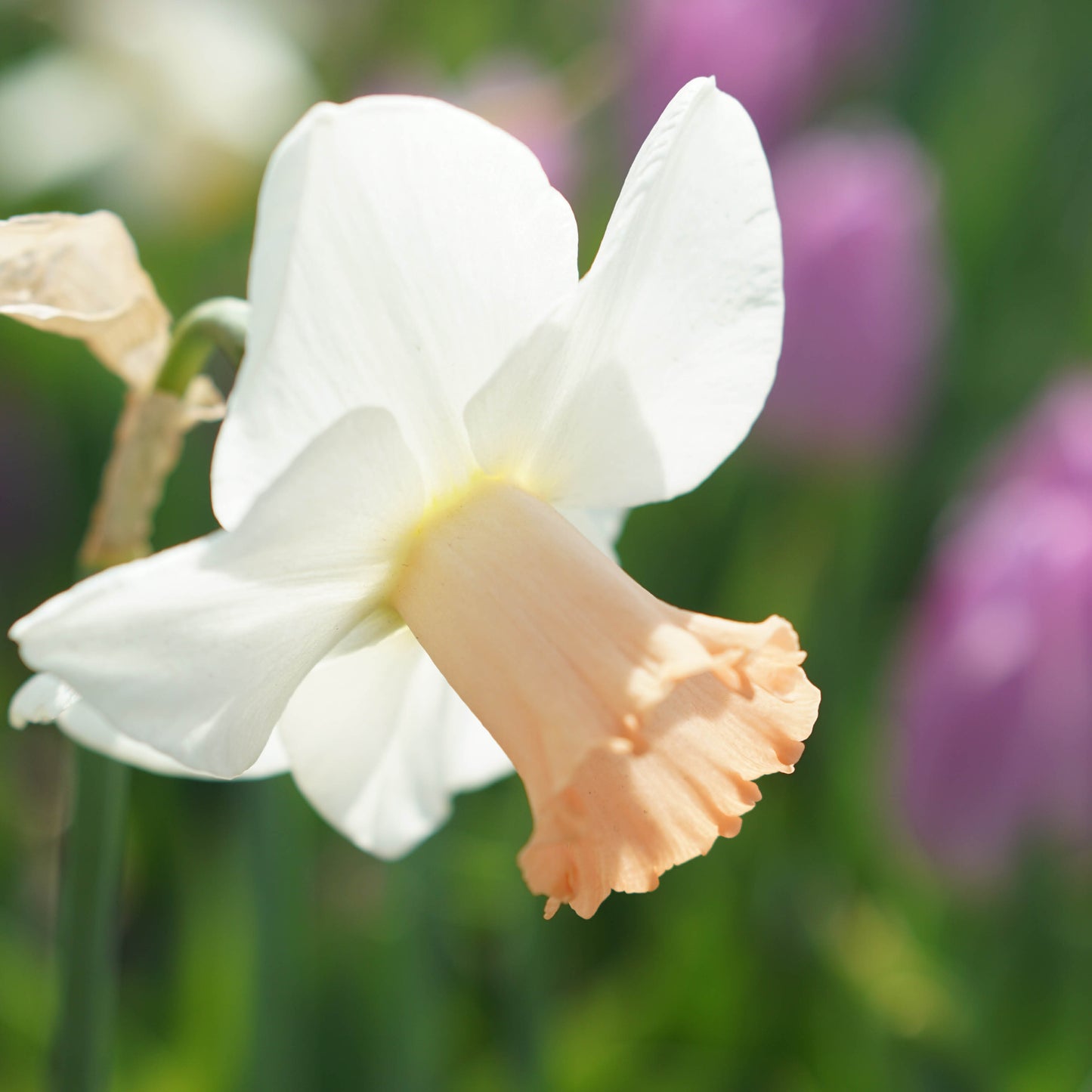 Narcis 'Salomé' (10 stuks)