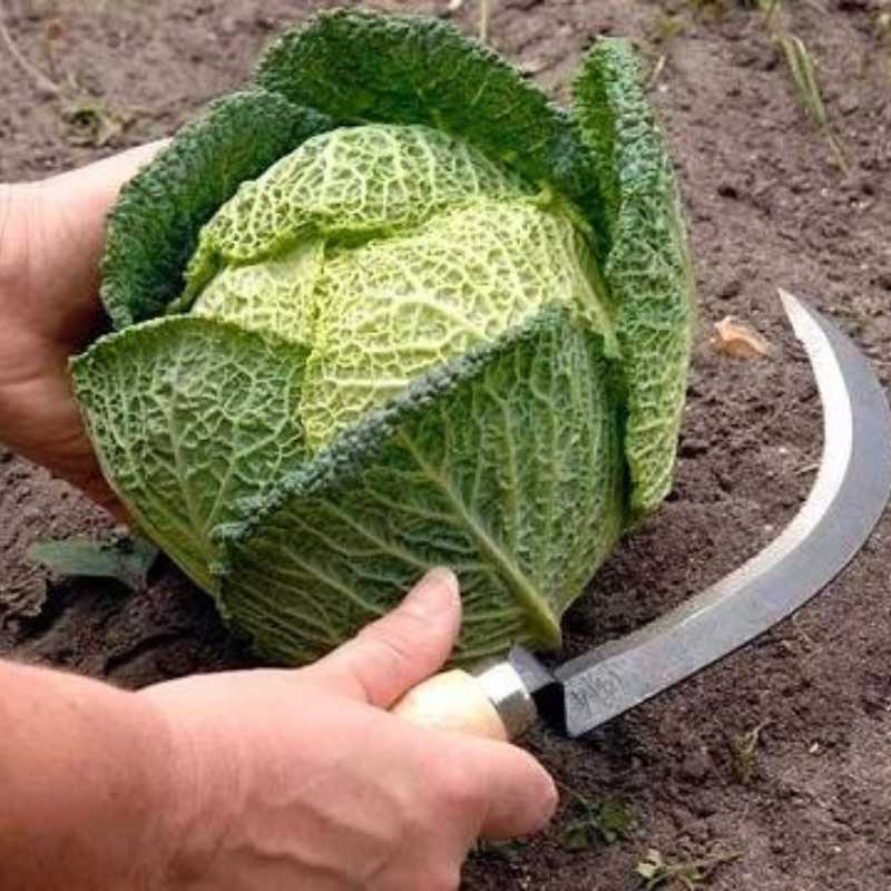 RHS Groentesikkel
