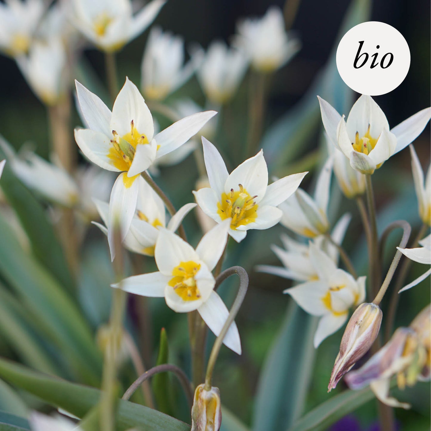 Tulipa turkestanica (20 Stück) BIO