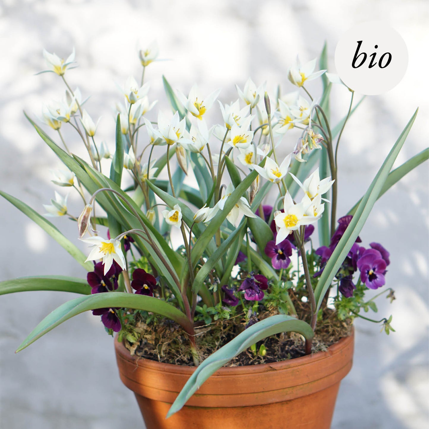 Tulipa turkestanica (20 Stück) BIO