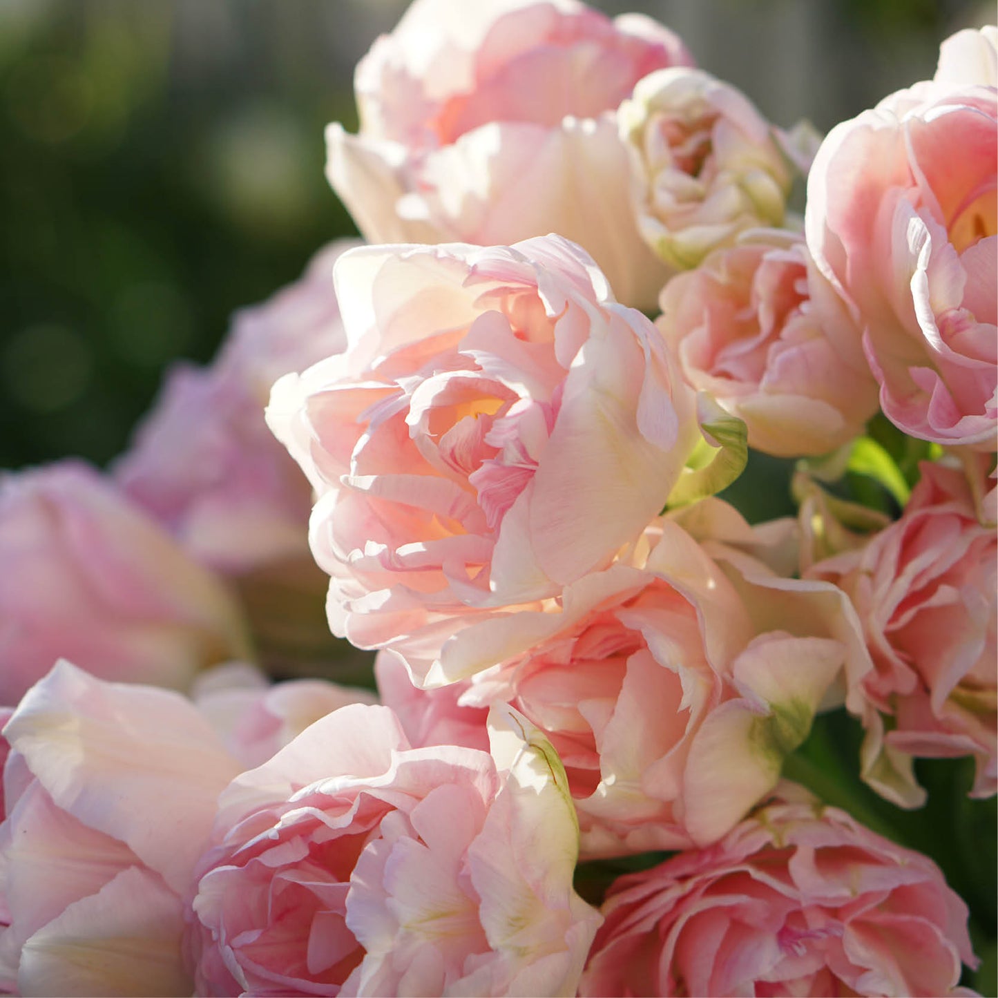 Tulp 'Angelique' (15 stuks)