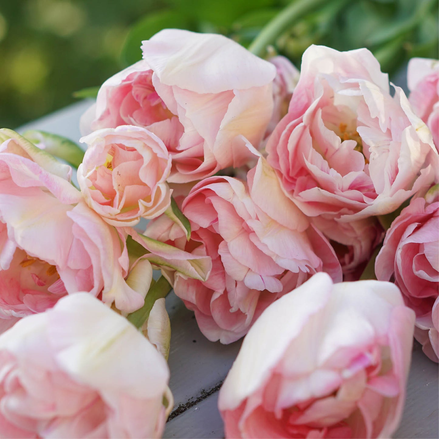 Tulp 'Angelique' (15 stuks)