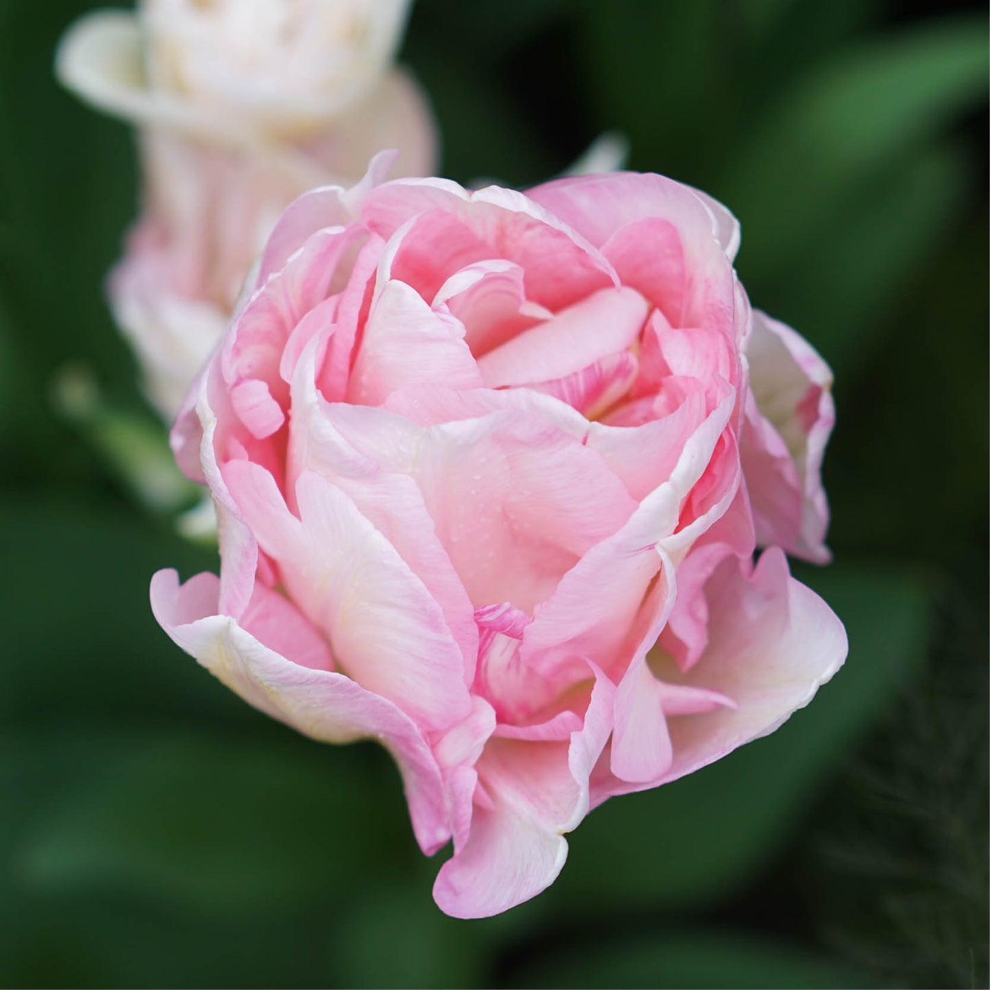 Tulp 'Angelique' (15 stuks)