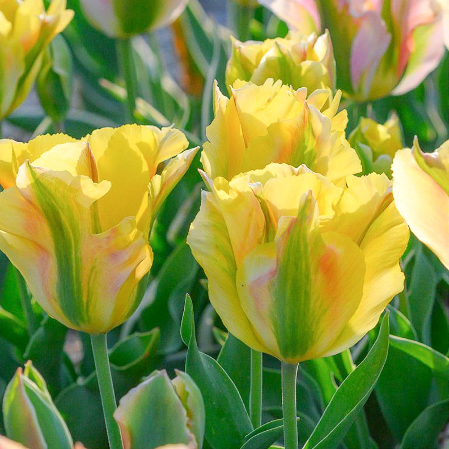 Tulp 'Golden Artist' (15 stuks)