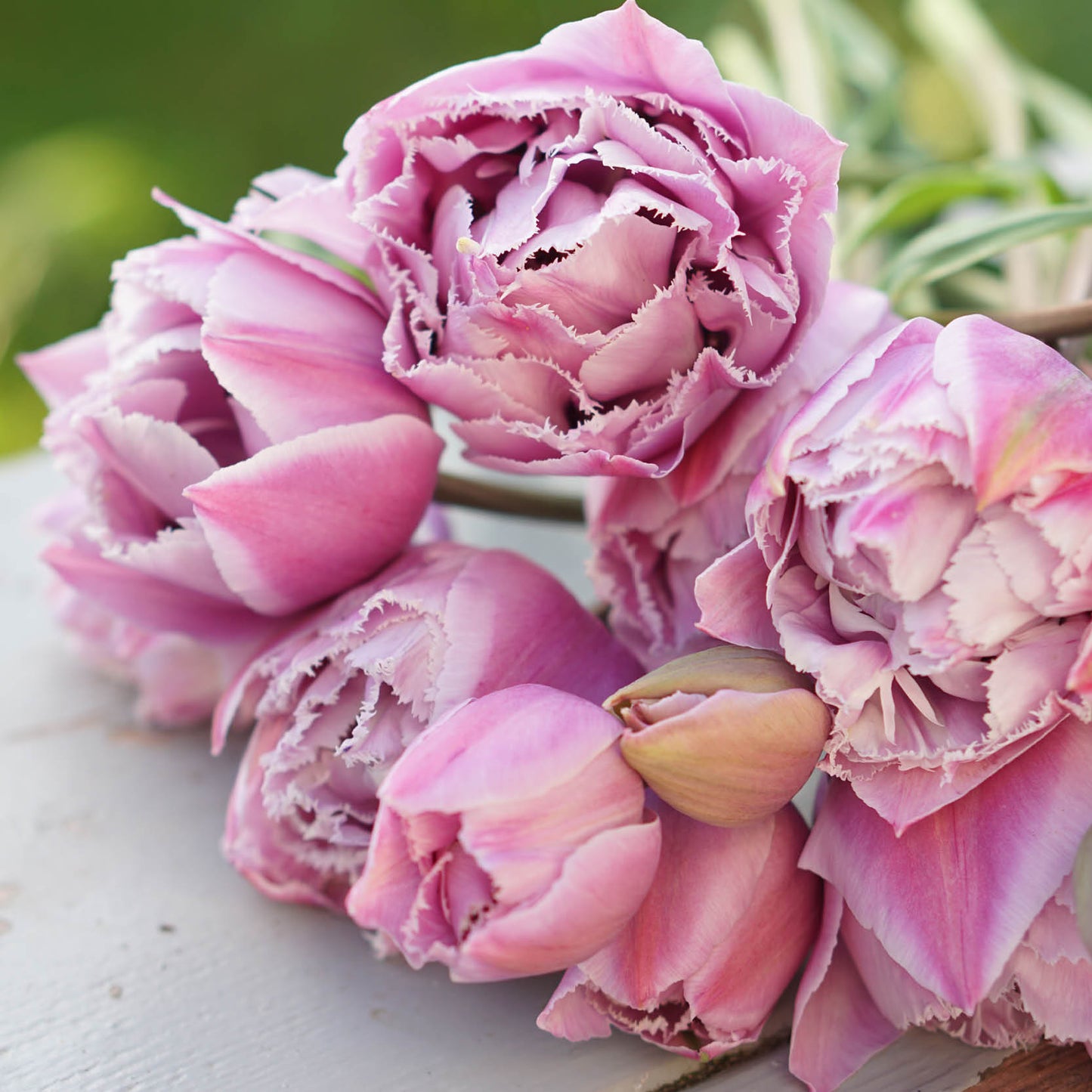 Tulp 'Great Barrier Reef' (10 stuks)