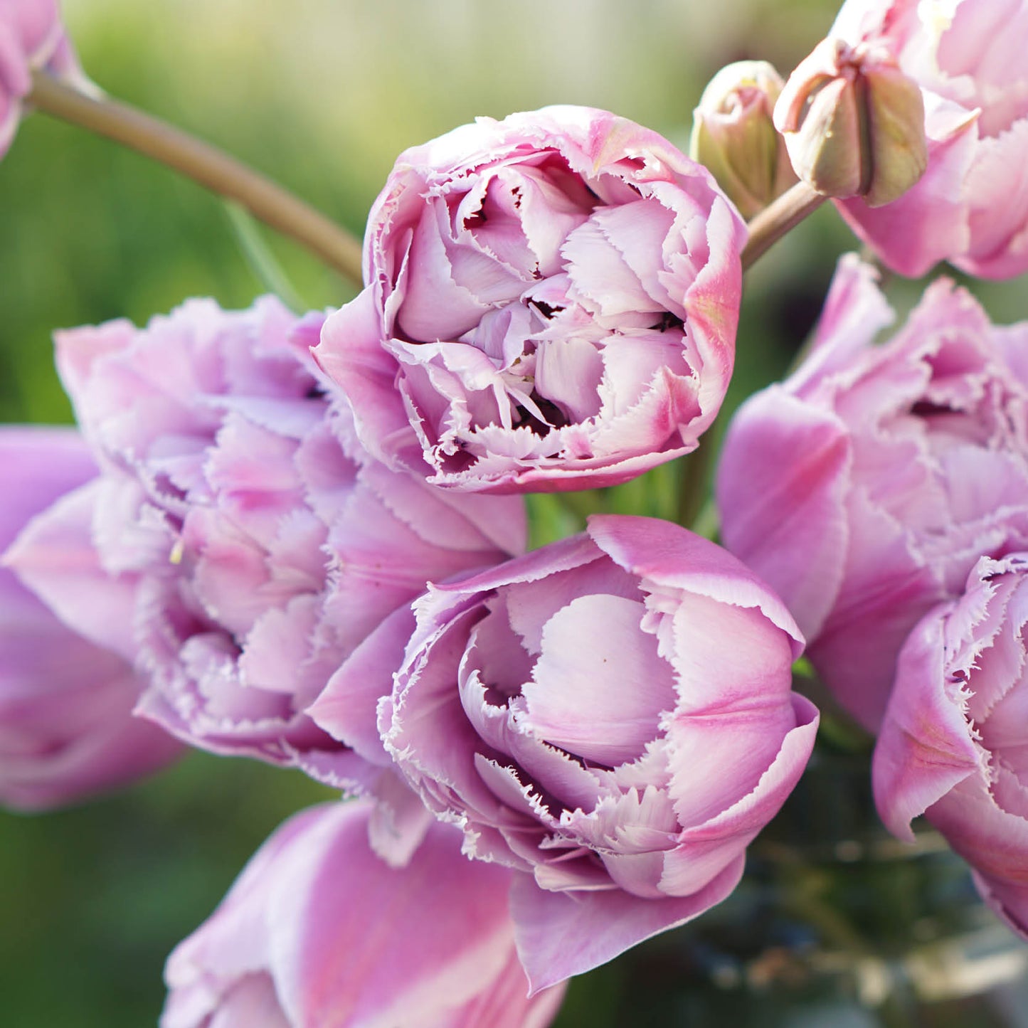 Tulp 'Great Barrier Reef' (10 stuks)