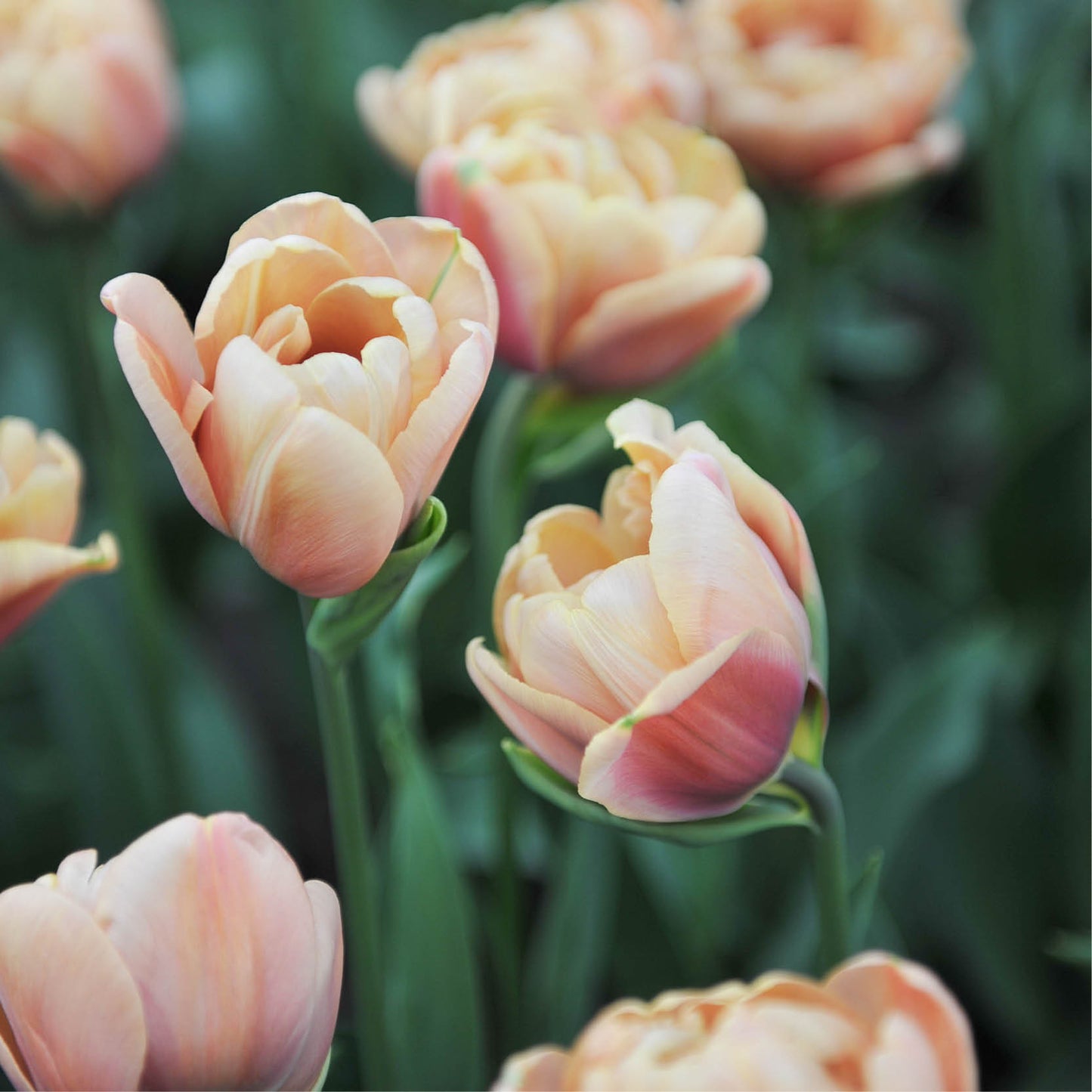 Tulp 'La Belle Epoque' (10 stuks)