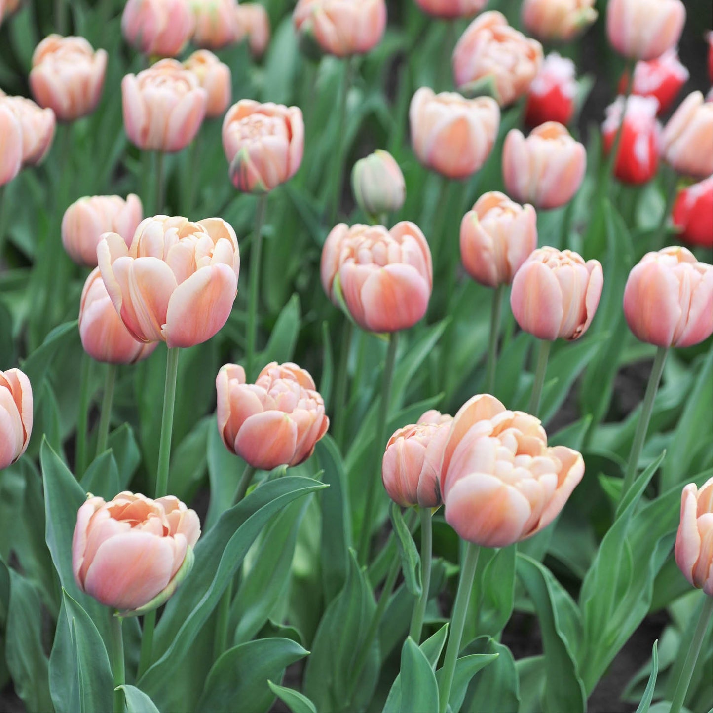 Tulp 'La Belle Epoque' (10 stuks)
