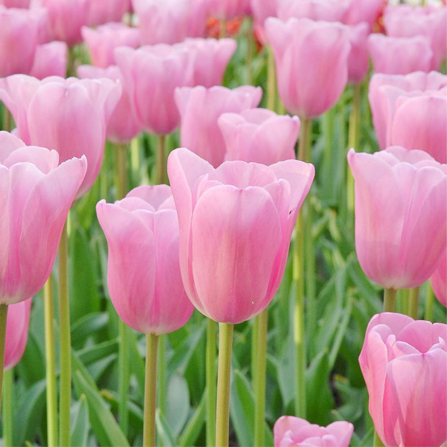 Tulp 'Mistress' (15 stuks)