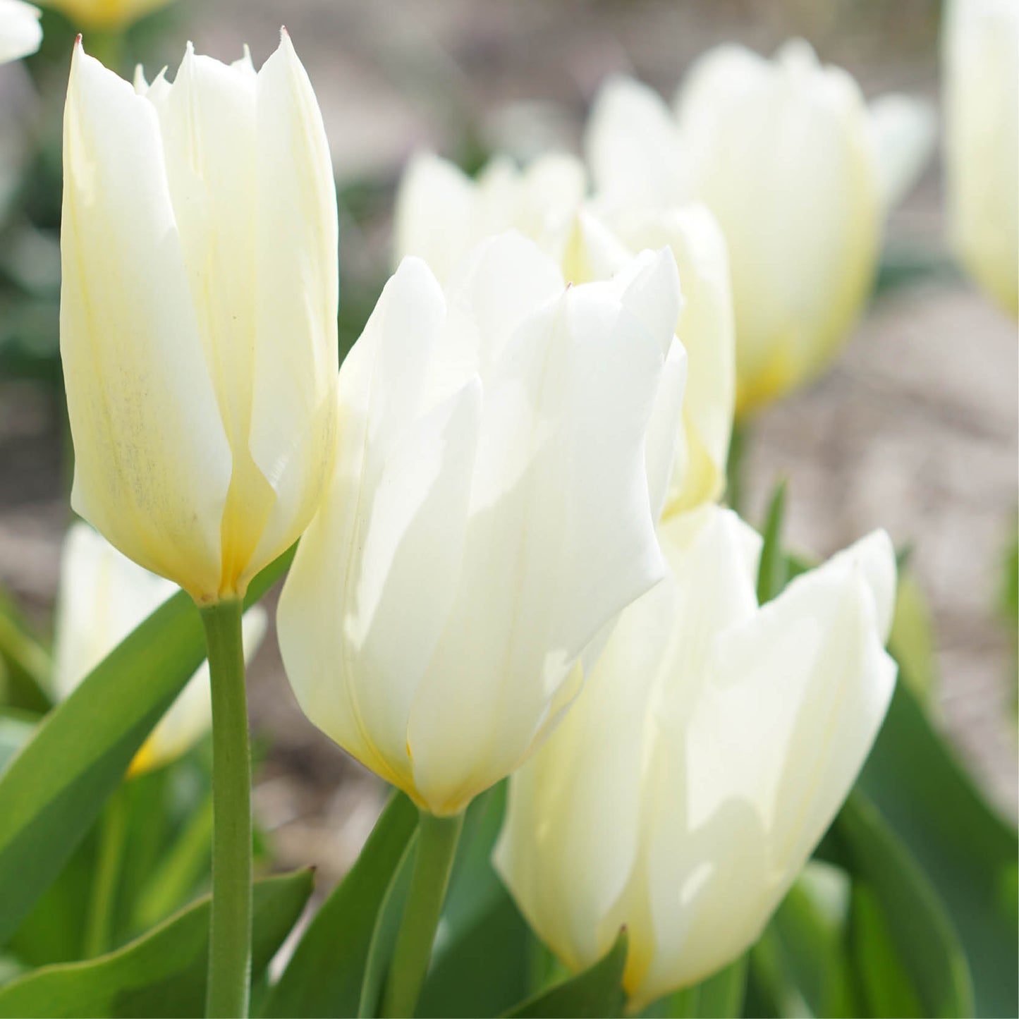 Tulp 'Purissima' (10 stuks)