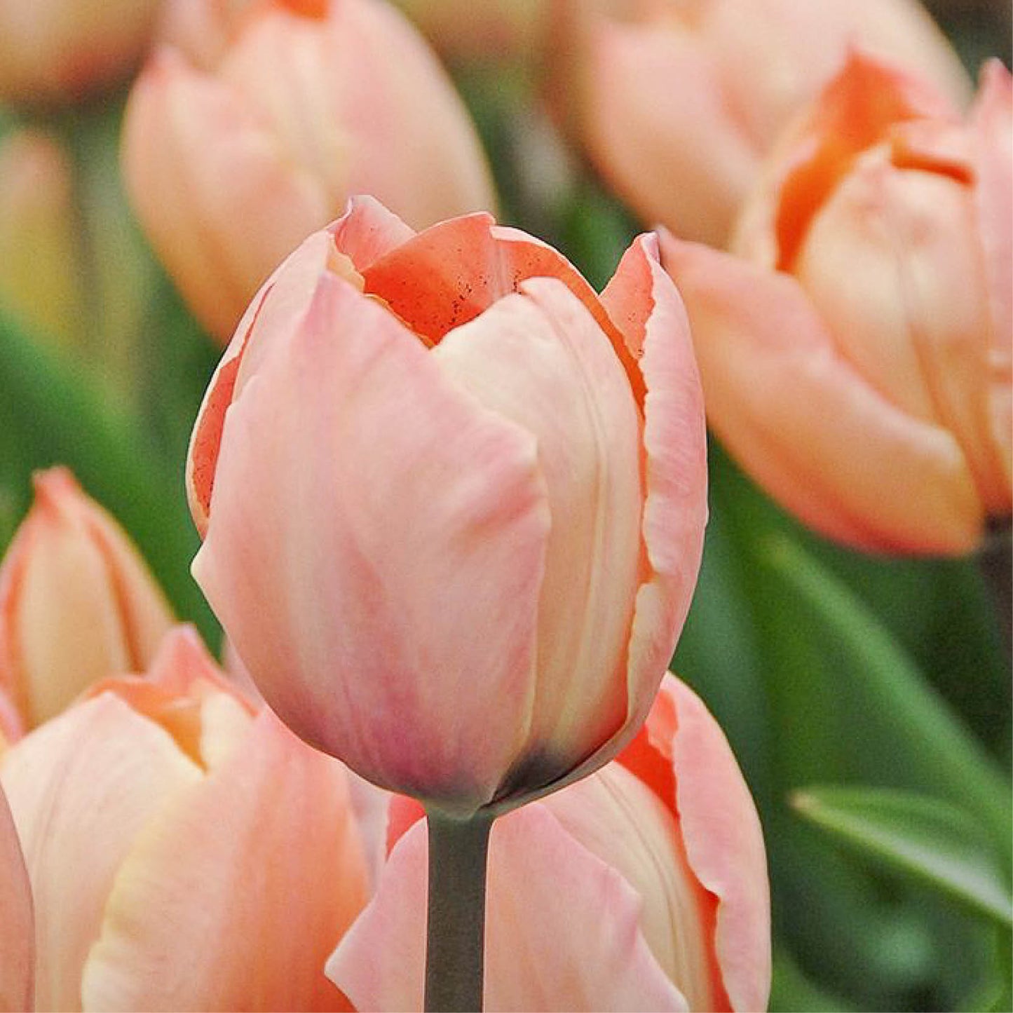 Tulp 'Salmon van Eijk' (15 stuks)