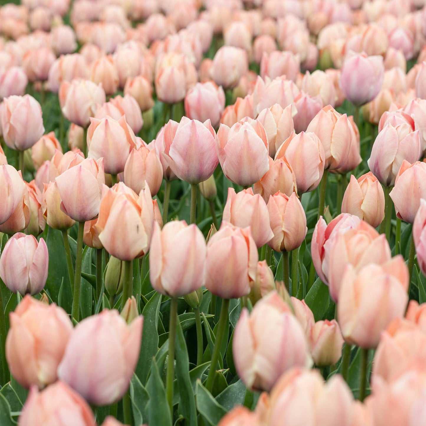 Bollenbundel Tulpenmix 'Soft'