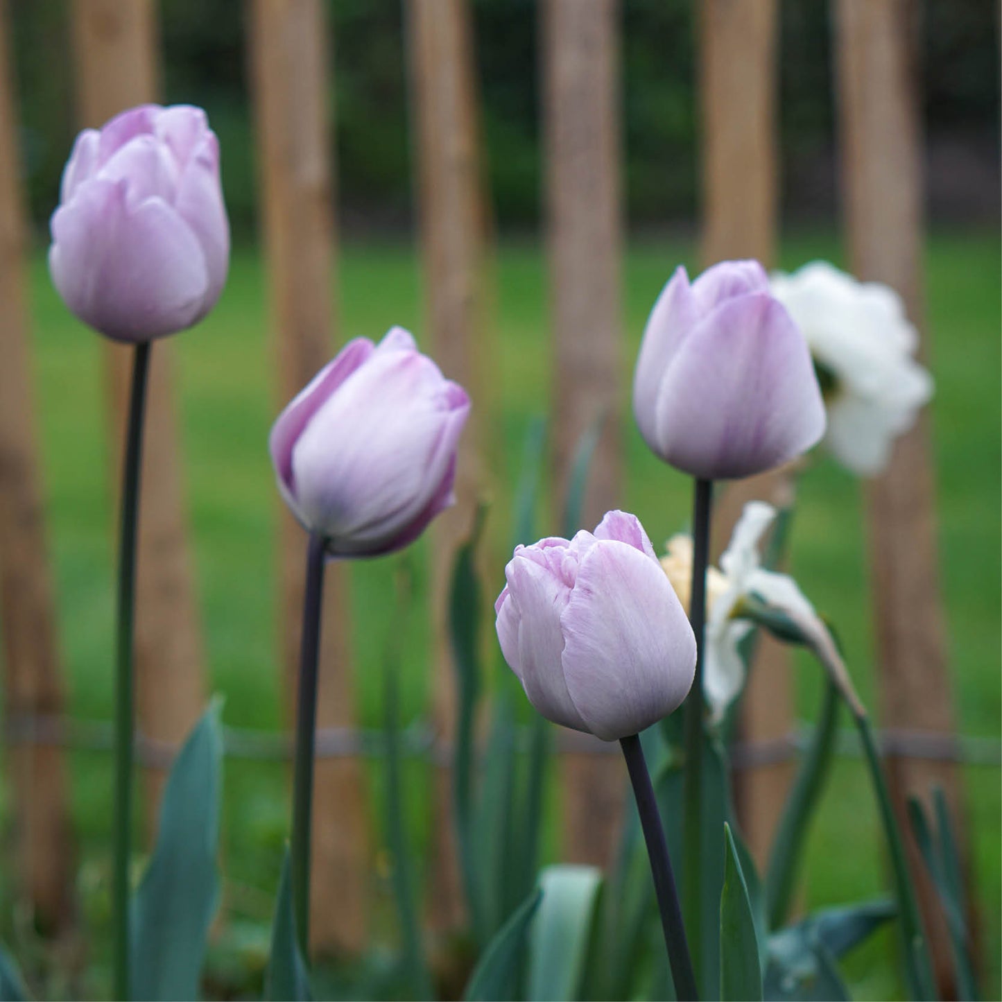 Tulp 'Silver Cloud' (10 stuks)