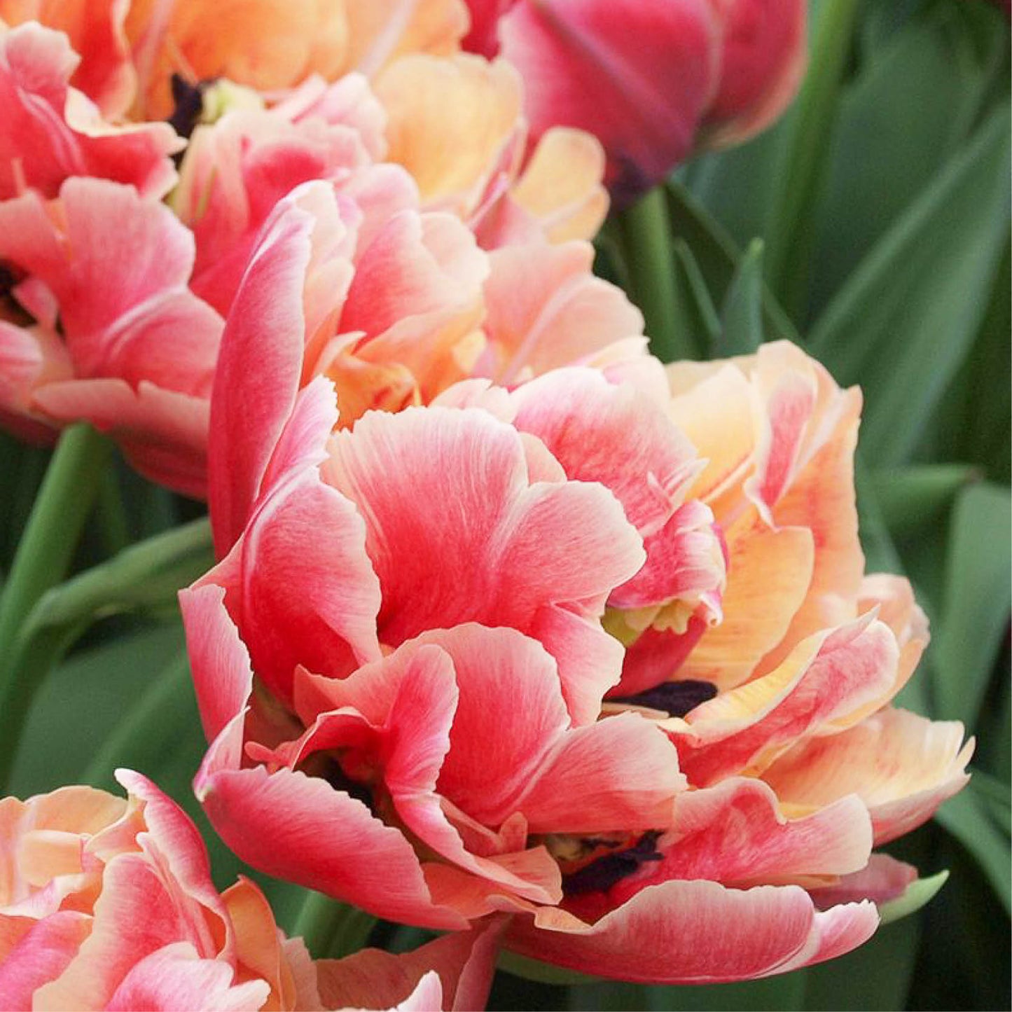 Tulp 'Verona Sunrise' (10 stuks)