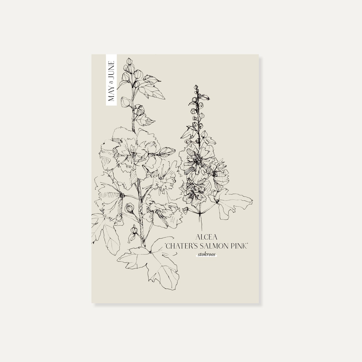 Alcea rosea ‘Chater's Salmon Pink’ (stokroos)