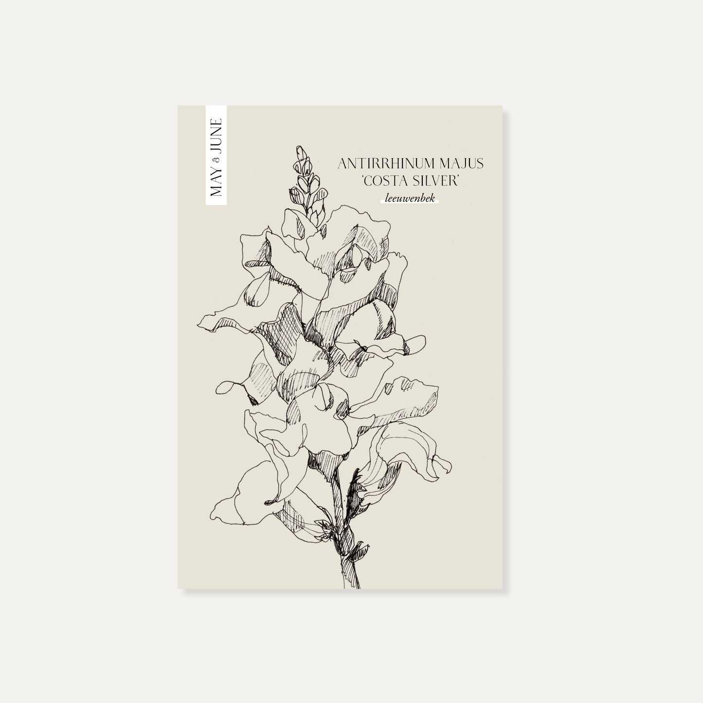Antirrhinum majus ‘Costa Silver’ (leeuwenbek)