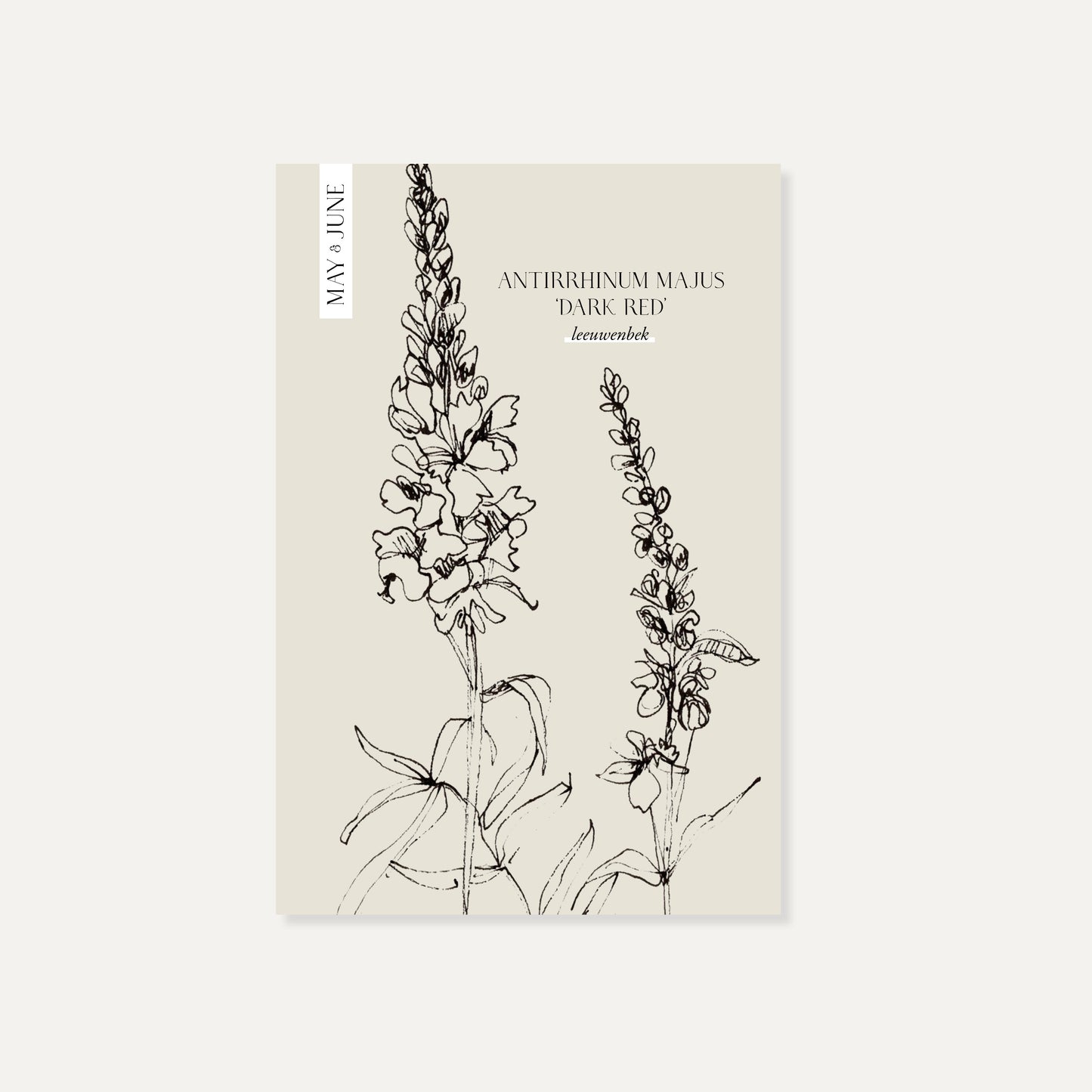 Antirrhinum majus ‘Dark Red’ (leeuwenbek)