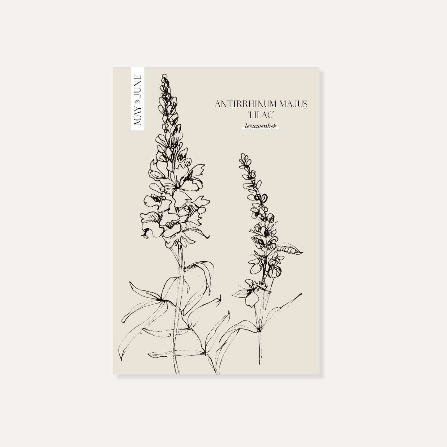 Antirrhinum majus 'Lilas' (Muflier)