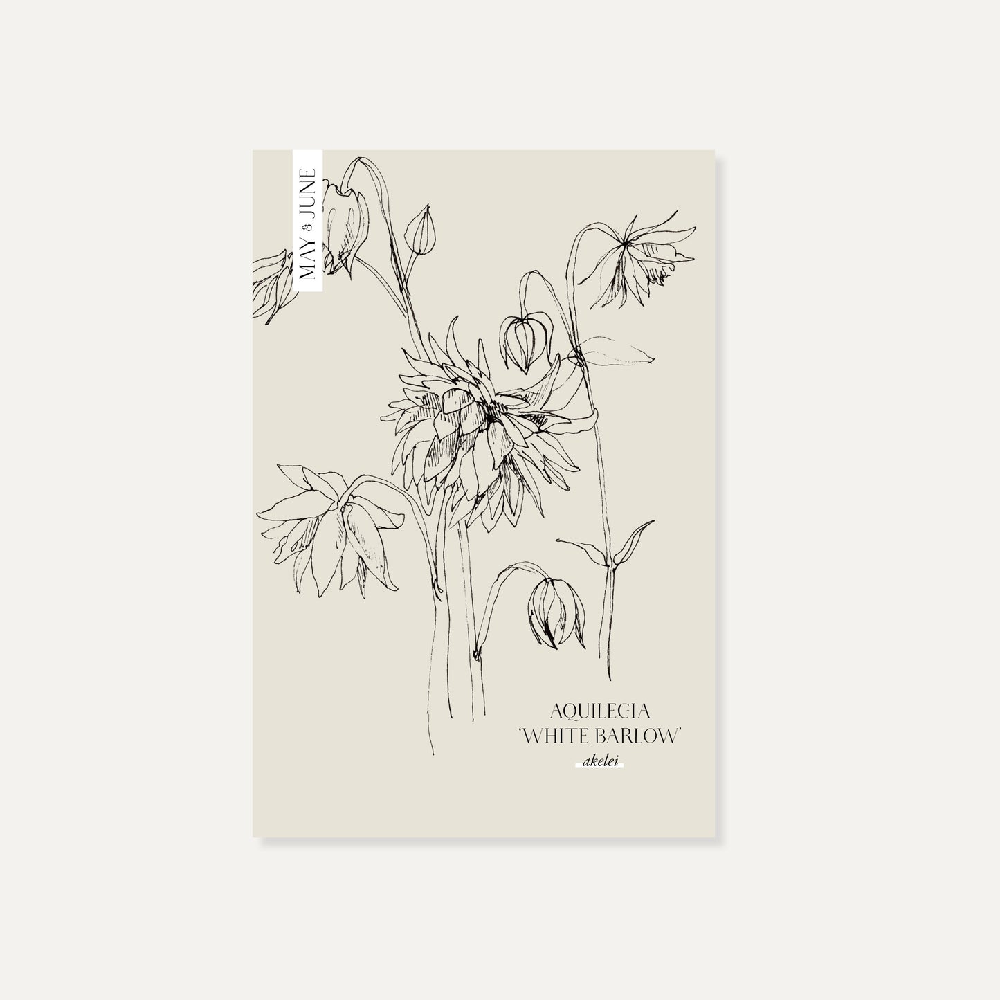 Aquilegia vulgaris ‘White Barlow’ (akelei)