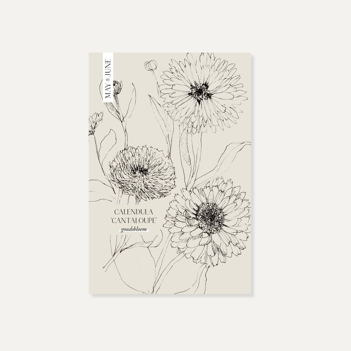 Calendula officinalis ‘Cantaloupe’ (goudsbloem)