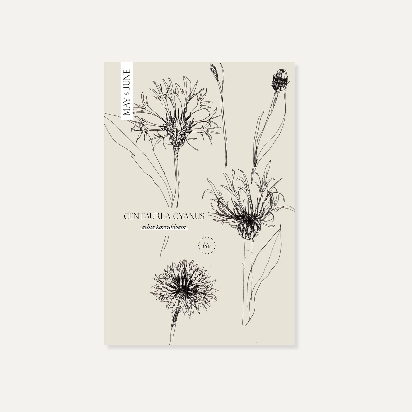 Centaurea cyanus (echte korenbloem)