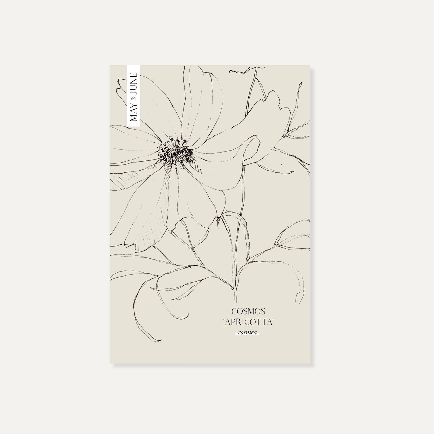 Cosmos bipinnatus ‘Apricotta’ (cosmea)