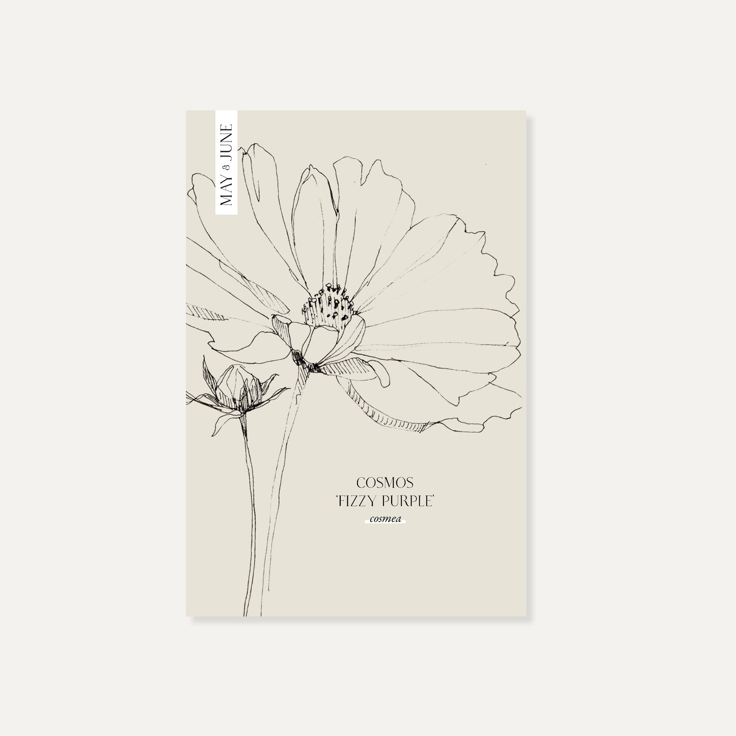 Cosmos bipinnatus ‘Fizzy Purple’ (cosmea)