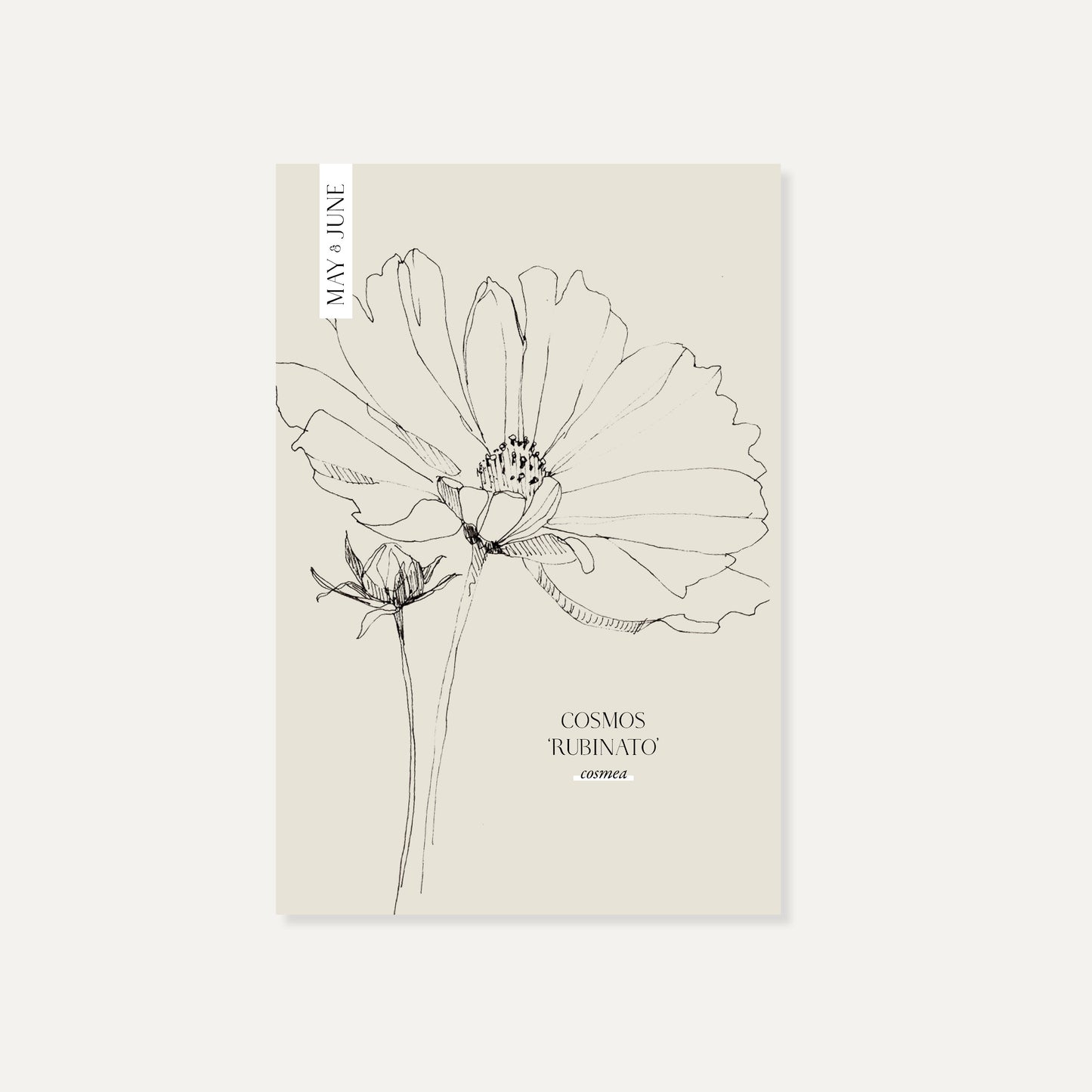 Cosmos bipinnatus ‘Rubinato’ (cosmea)