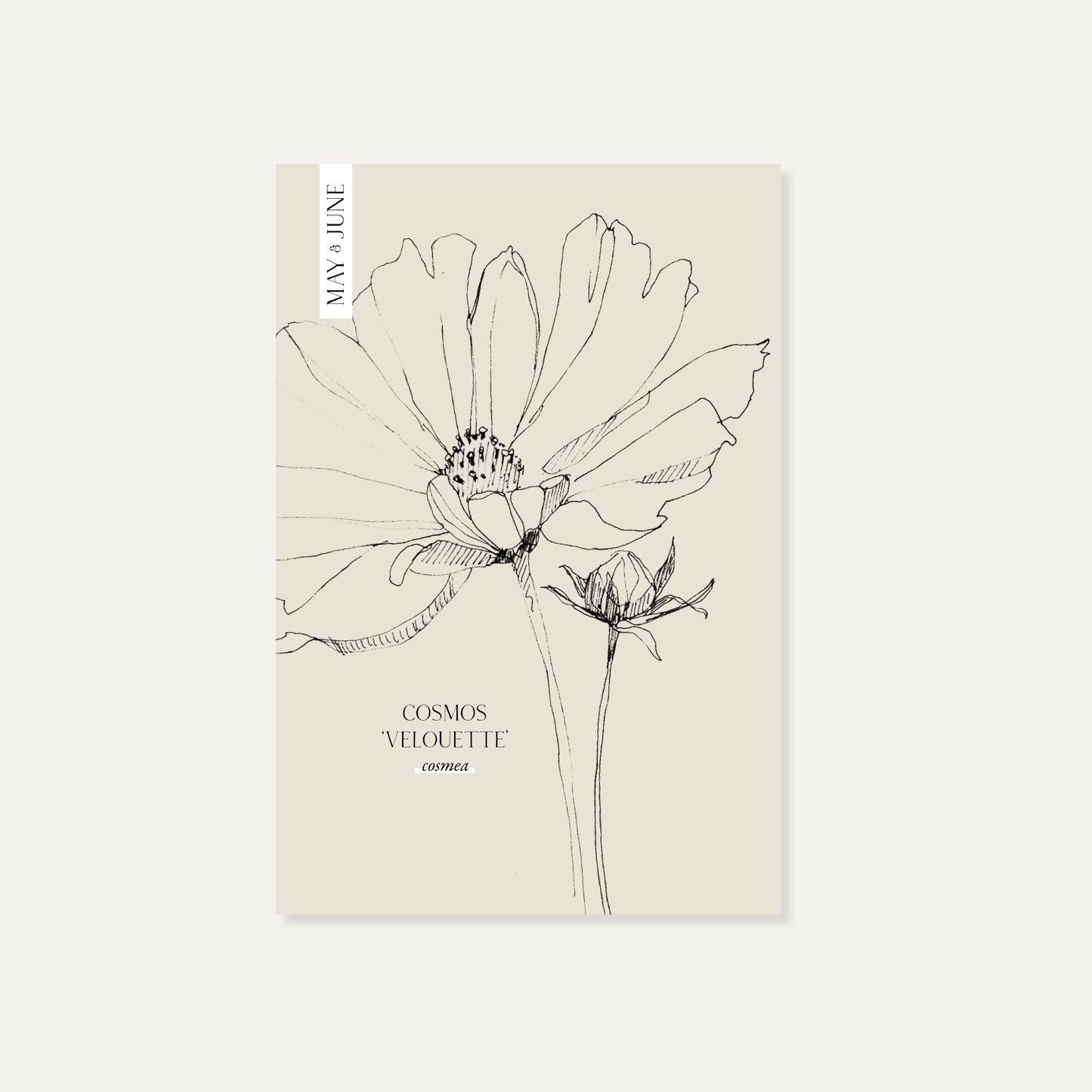 Cosmos bipinnatus ‘Velouette’ (cosmea)