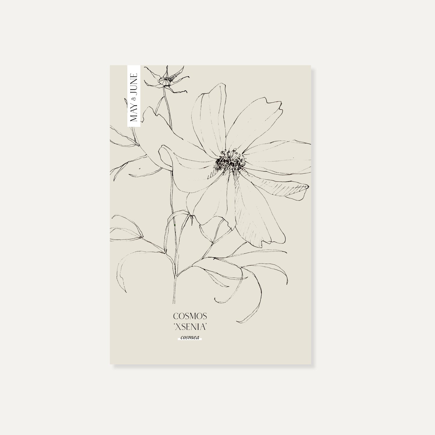 Cosmos bipinnatus ‘Xsenia’ (cosmea)
