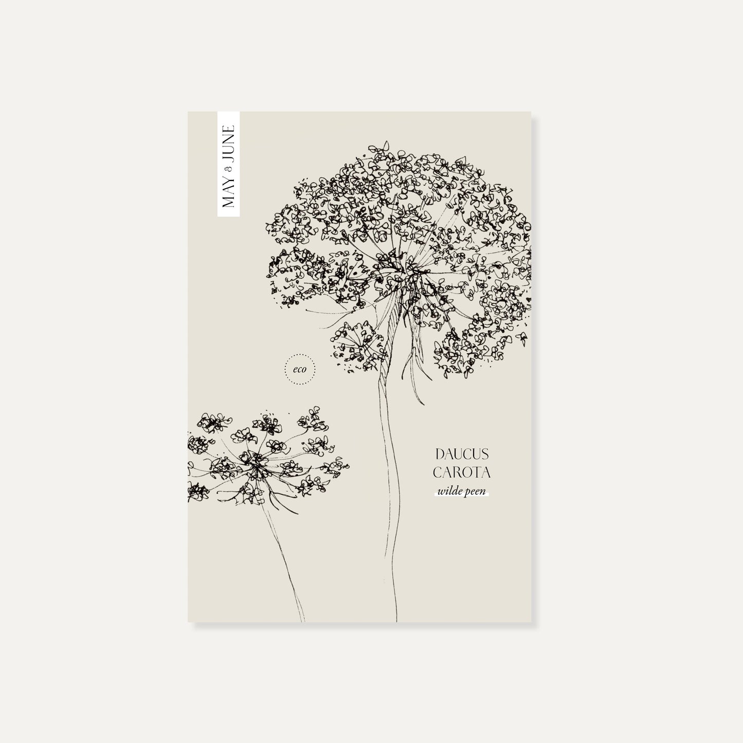 Daucus carota (wilde peen) ECO
