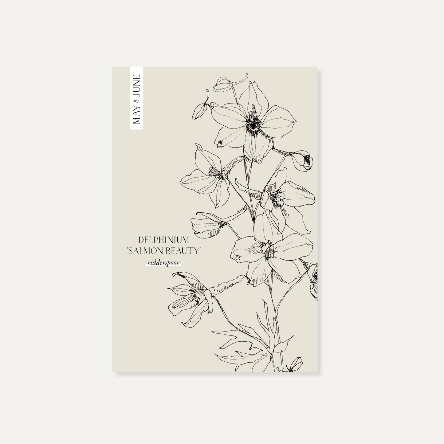 Delphinium consolida ‘Salmon Beauty’ (ridderspoor)