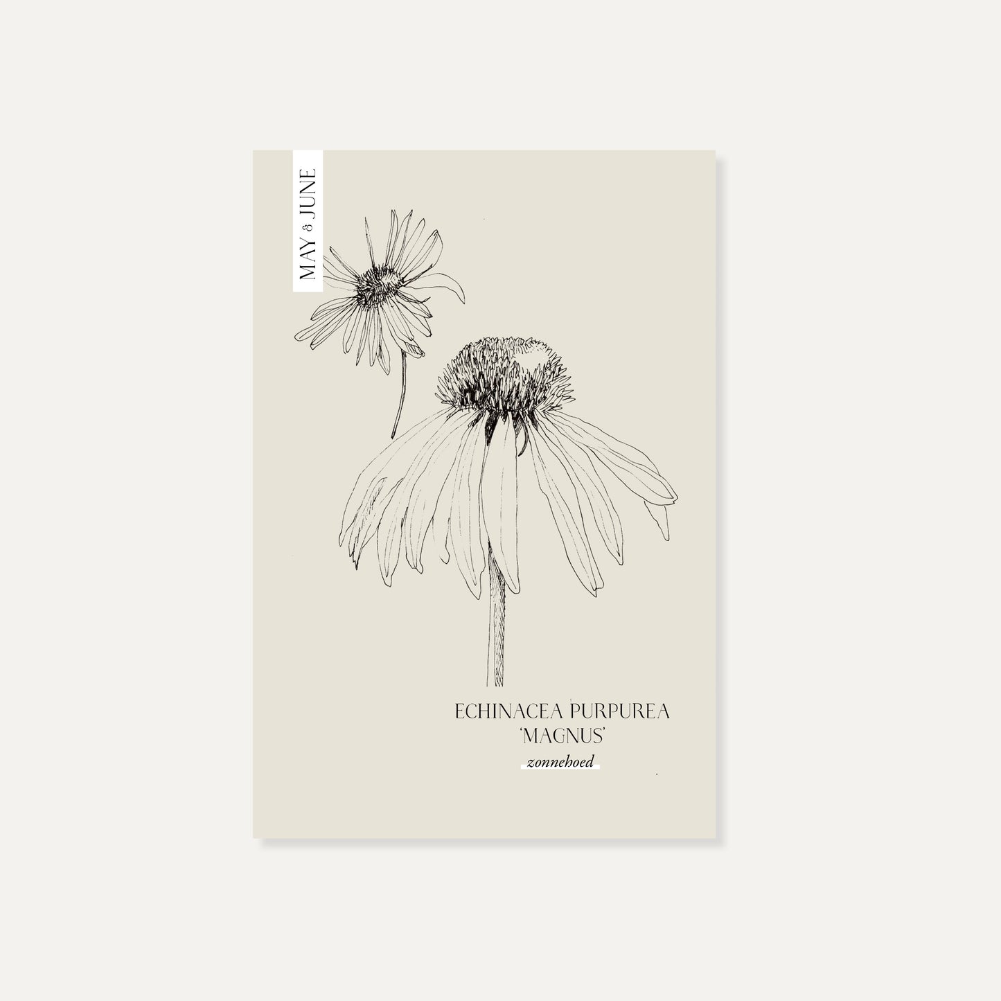Echinacea purpurea ‘Magnus’ (zonnehoed)