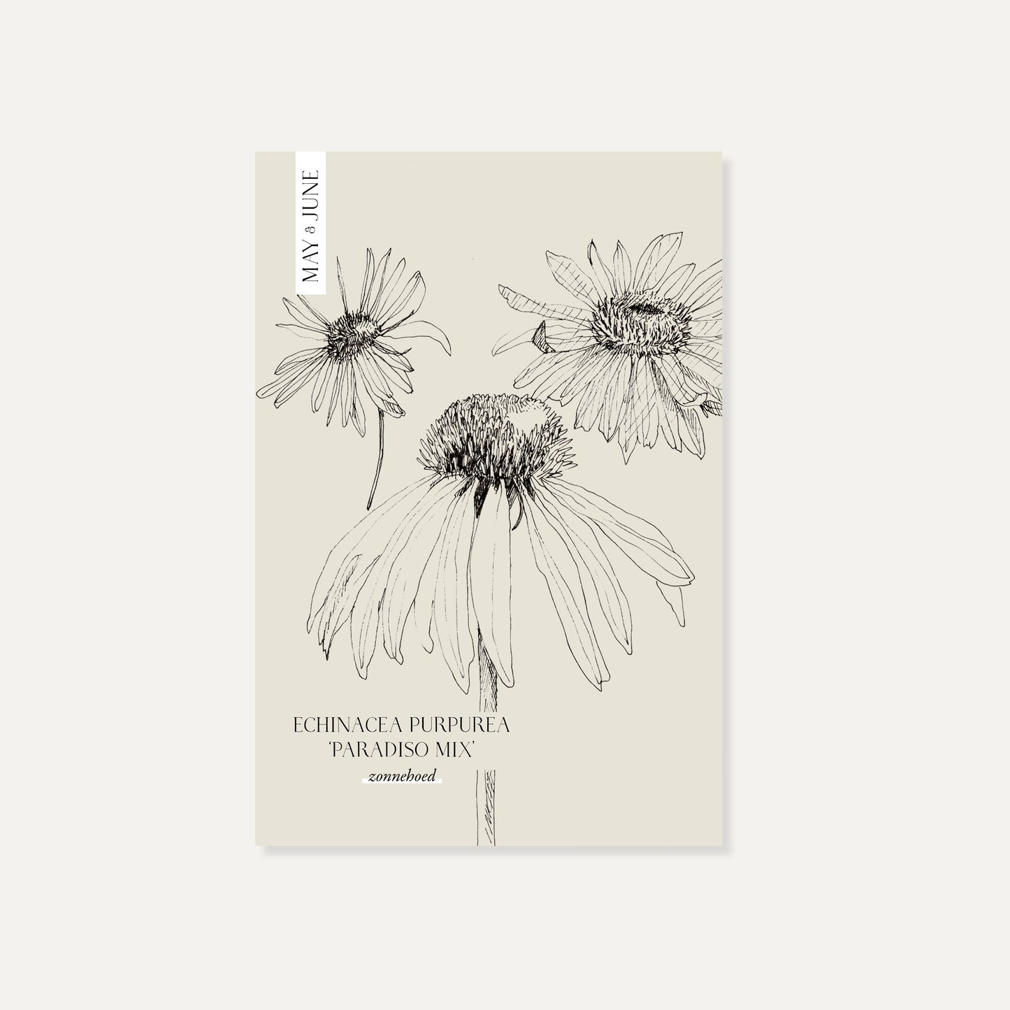 Echinacea purpurea 'Paradiso Tall mix' (Sonnenhut)