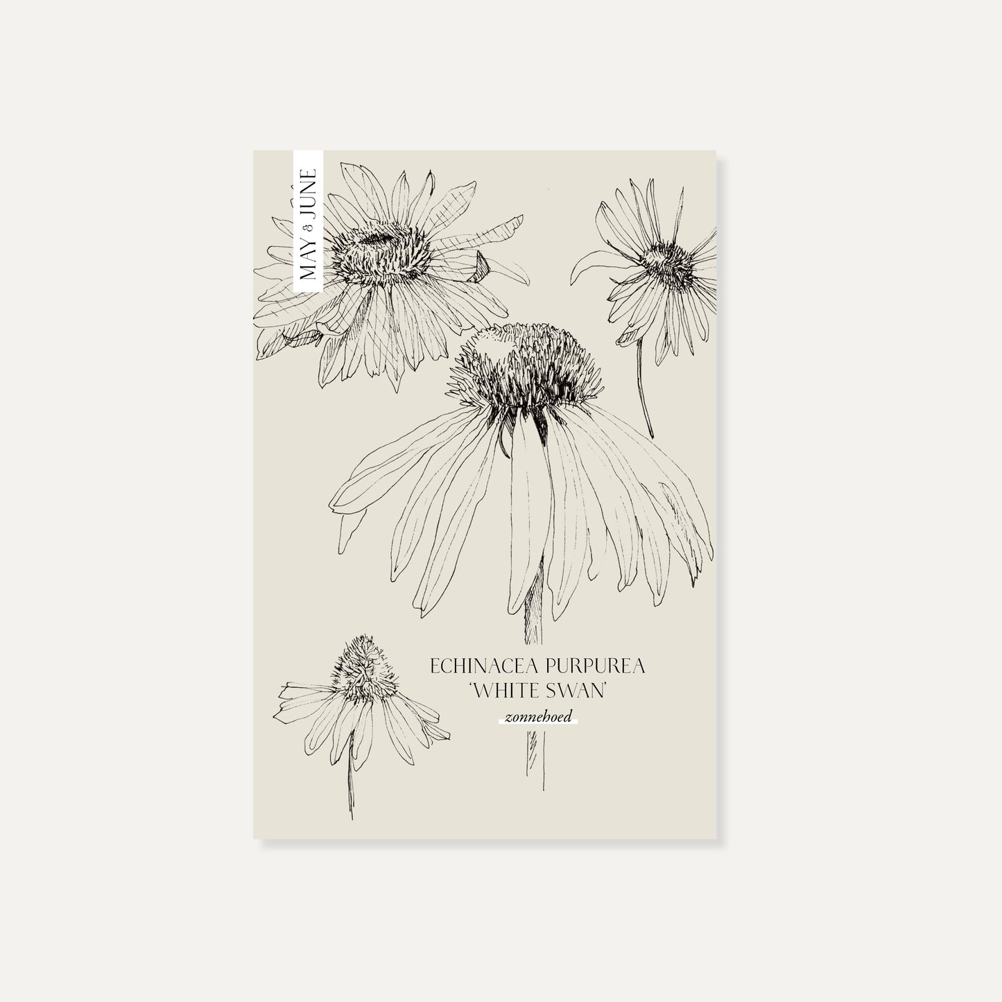 Echinacea purpurea ‘White Swan’ (zonnehoed)