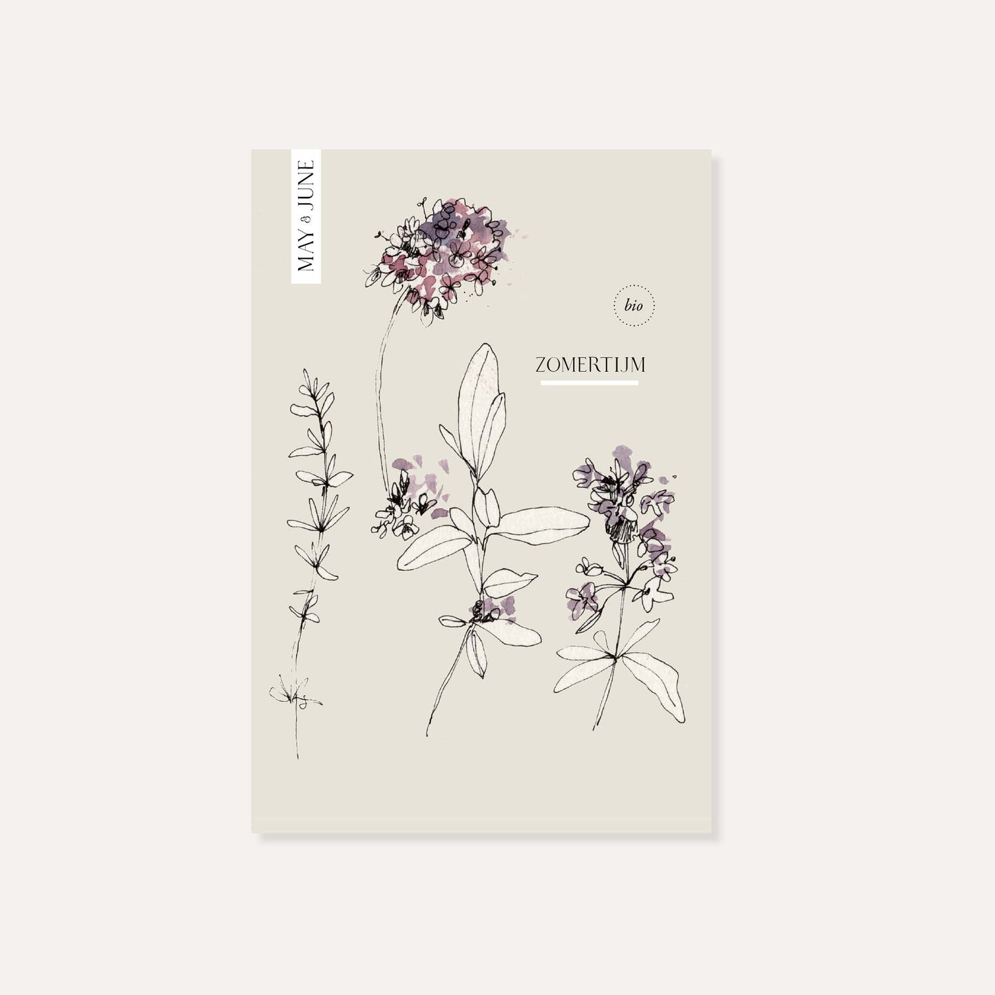 Zomertijm (Thymus vulgaris) BIO