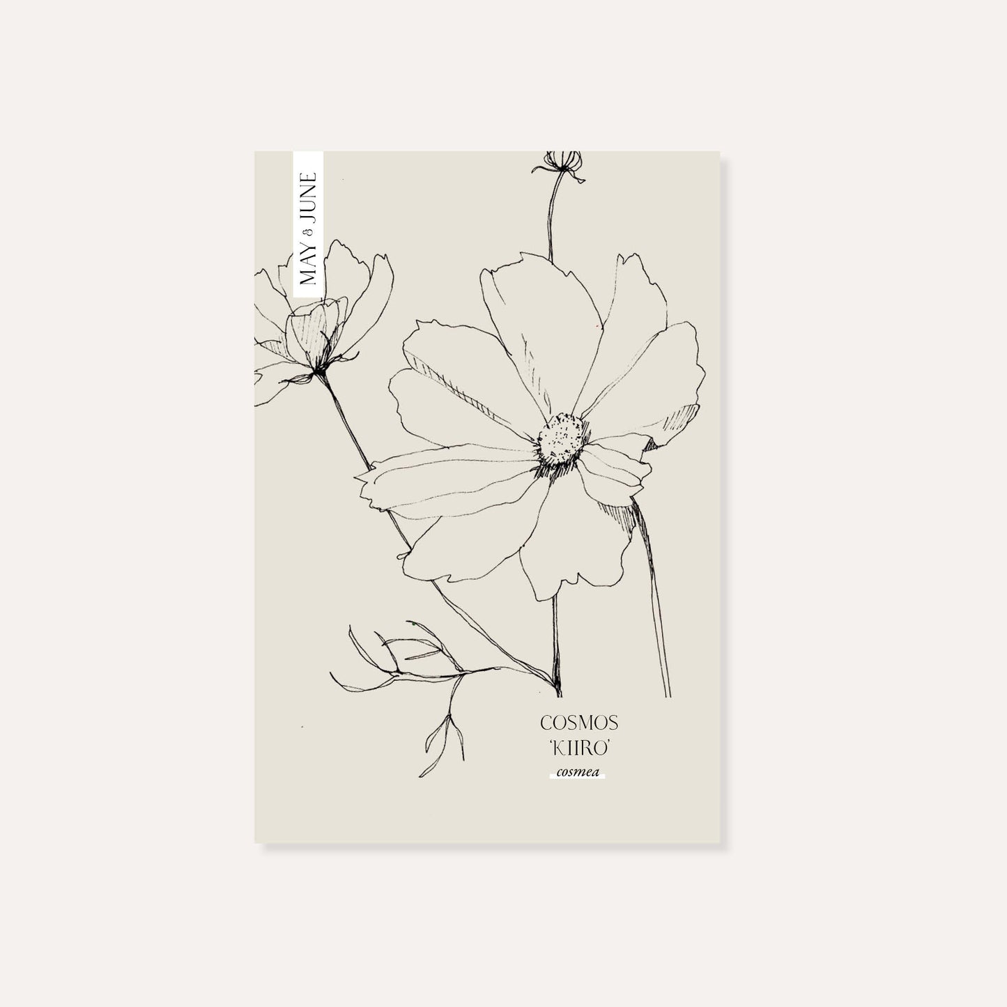 Cosmos bipinnatus ‘Kiiro’ (cosmea)